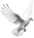 bird-L
