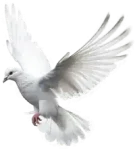 bird-R